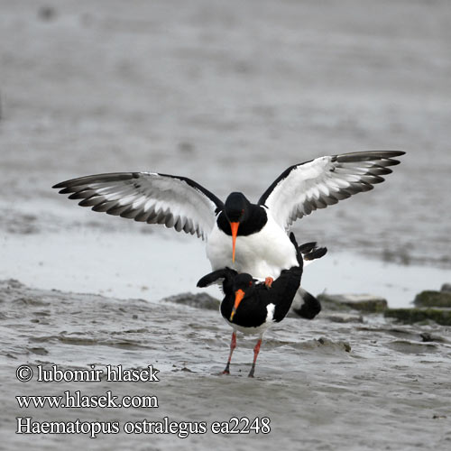 Haematopus ostralegus ea2248