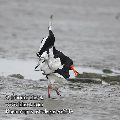 Haematopus ostralegus ea2249