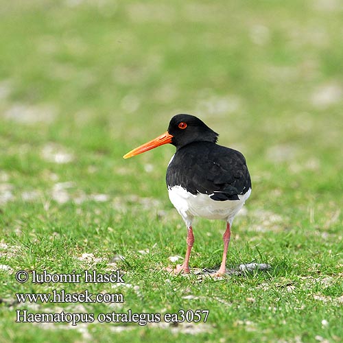 Haematopus ostralegus ea3057