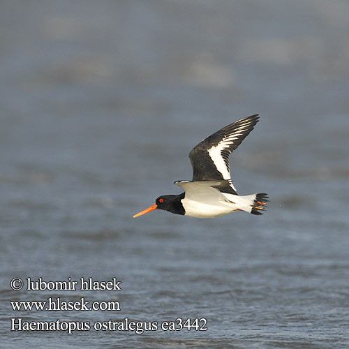 Haematopus ostralegus Кулик-сорока Strandskade Scholekster