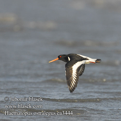 Haematopus ostralegus Meriharakka Tjeld Strandskata