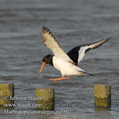 Haematopus ostralegus Tjeld Strandskata Lastúrničiar strakatý