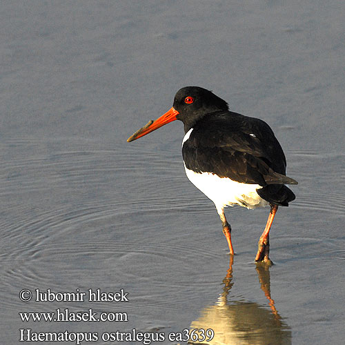 Haematopus ostralegus Eurasian Oystercatcher Gille-Brìghde