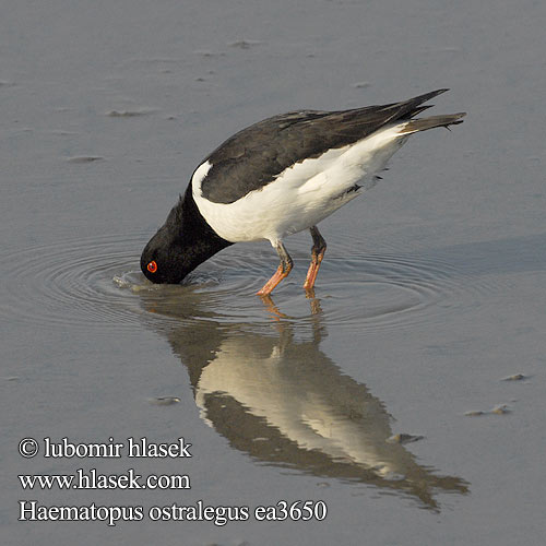 Haematopus ostralegus ea3650