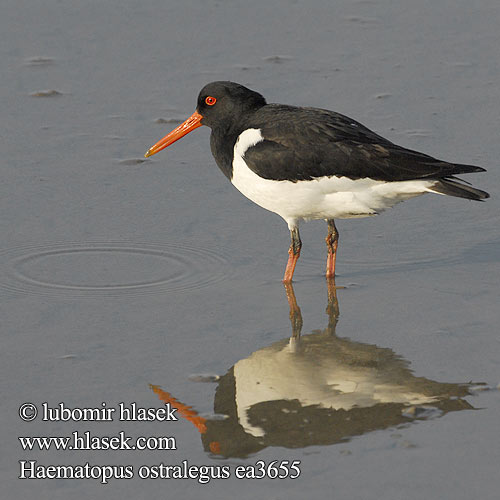 Haematopus ostralegus Ostrygojad Gabita Juras Zagata Merisk