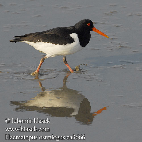 Haematopus ostralegus Juras Zagata Merisk 蛎鹬 Кулик-сорока