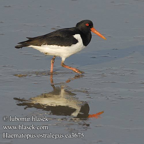 Haematopus ostralegus ea3675