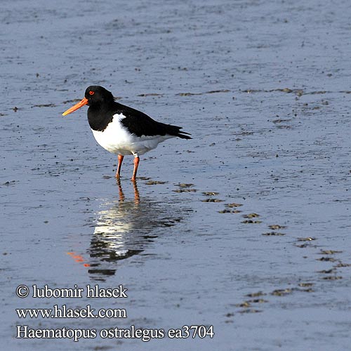 Haematopus ostralegus ea3704