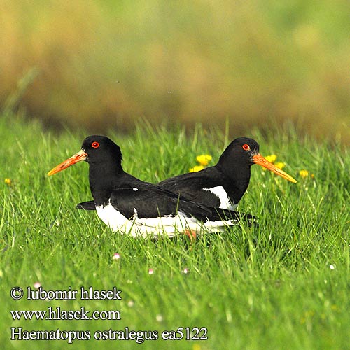 Haematopus ostralegus ea5122