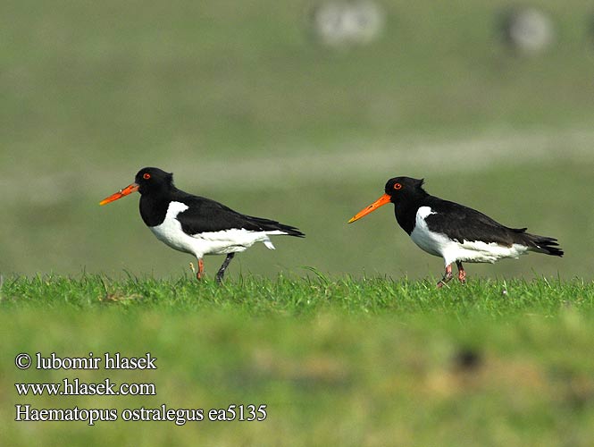 Haematopus ostralegus 검은머리물떼새 Στρειδοφάγος Ostraceiro