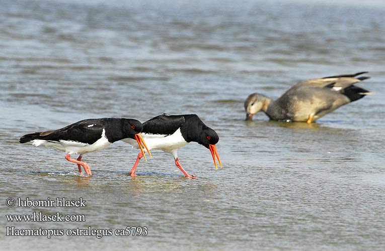 Haematopus ostralegus ea5793