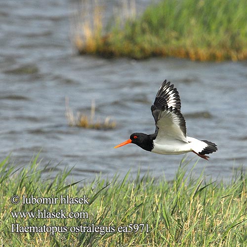 Haematopus ostralegus Bonttobie Poyrazkuşu שלצדף Oystercatcher