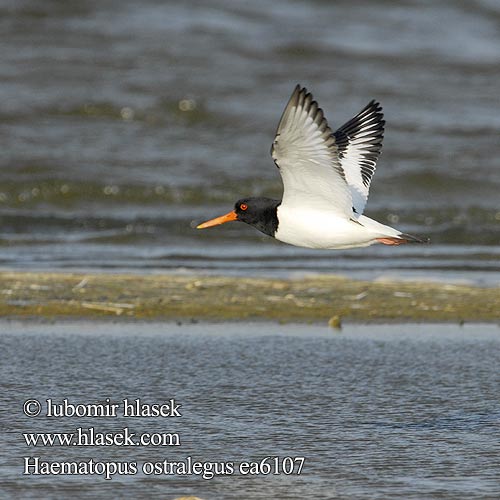 Haematopus ostralegus שלצדף Oystercatcher Austernfischer