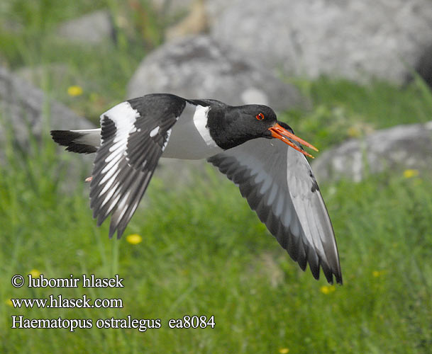 Haematopus ostralegus ea8084