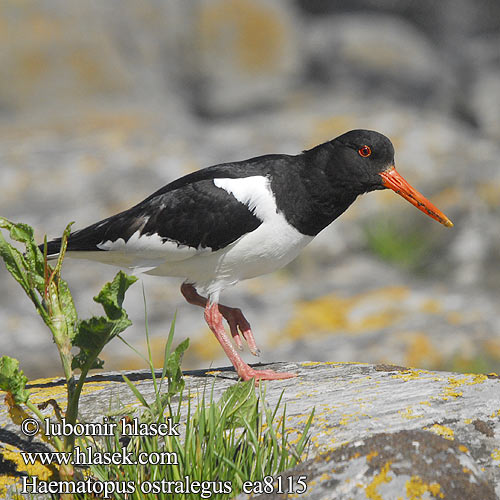 Haematopus ostralegus ea8115