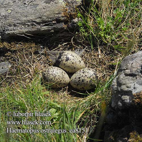 Haematopus ostralegus ea8151