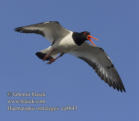 Ostraceiro Csigaforgató Кулик-сорока обыкновенный