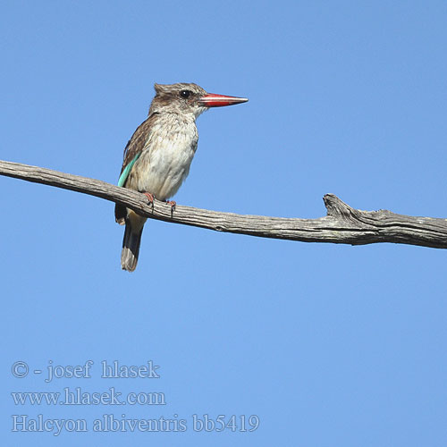 Halcyon albiventris Brownhooded Kingfisher Brown-hooded Brunskuldret Isfugl Savupääkalastaja Martin-chasseur tête brune Bruinkapijsvogel Martin pescatore capobruno Braunkopfliest Zimorodek krasnodzioby Ledňáček kápový kápovitý Alción Capucha Parda Brunhuvad kungsfiskare Bruinkopvisvanger Undozela iNdwazela Tshololwana Kurea Kichwa-kahawia チャガシラショウビン Pica-peixe-de-barrete-castanho Буроголовая альциона