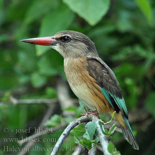 Halcyon albiventris bb5655