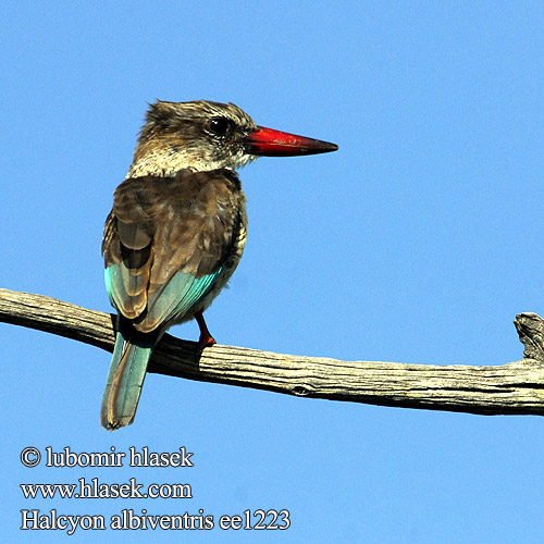 Halcyon albiventris ee1223