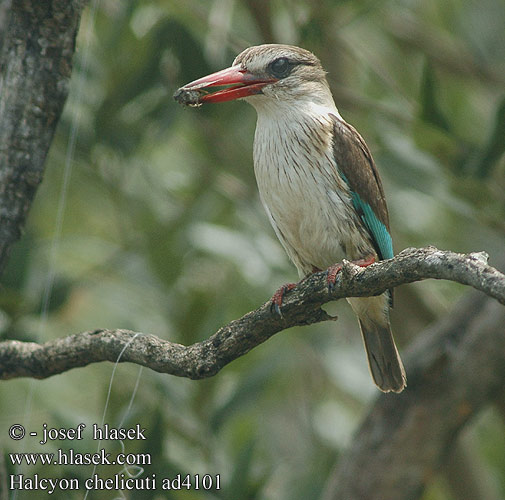 Halcyon chelicuti Striped Kingfisher Stribet Isfugl Viirukalastaja Martin-chasseur strié Gestreepte Ijsvogel Martin pescatore striato Streifeneisvogel Lowiec kreskowany Ledňáček žíhaný Alción Rayado Estriado Strimkungsfiskare Gestreepte Visvanger タテフコショウビン Pica-peixe-riscado Rybárik pásikavý Savanneisfugl