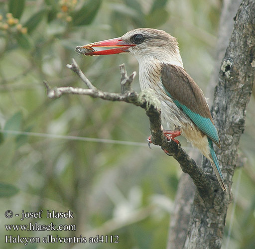 Martin-chasseur strié Gestreepte Ijsvogel Martin pescatore striato Streifeneisvogel Lowiec kreskowany Ledňáček žíhaný Alción Rayado Estriado Strimkungsfiskare Gestreepte Visvanger タテフコショウビン Pica-peixe-riscado Rybárik pásikavý Savanneisfugl Halcyon chelicuti Striped Kingfisher Stribet Isfugl Viirukalastaja