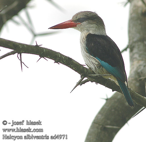 Alción Rayado Estriado Strimkungsfiskare Gestreepte Visvanger タテフコショウビン Pica-peixe-riscado Rybárik pásikavý Savanneisfugl Halcyon chelicuti Striped Kingfisher Stribet Isfugl Viirukalastaja Martin-chasseur strié Gestreepte Ijsvogel Martin pescatore striato Streifeneisvogel Lowiec kreskowany Ledňáček žíhaný