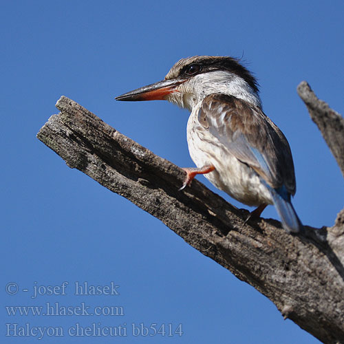 タテフコショウビン Pica-peixe-riscado Rybárik pásikavý Savanneisfugl Halcyon chelicuti Striped Kingfisher Stribet Isfugl Viirukalastaja Martin-chasseur strié Gestreepte Ijsvogel Martin pescatore striato Streifeneisvogel Lowiec kreskowany Ledňáček žíhaný Alción Rayado Estriado Strimkungsfiskare Gestreepte Visvanger