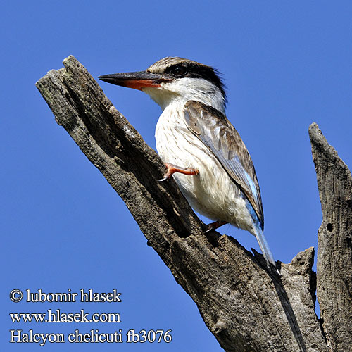 Striped Kingfisher Stribet Isfugl Viirukalastaja Martin-chasseur strié Gestreepte Ijsvogel Martin pescatore striato Streifeneisvogel Lowiec kreskowany Ledňáček žíhaný Alción Rayado Estriado Strimkungsfiskare Gestreepte Visvanger タテフコショウビン Pica-peixe-riscado Rybárik pásikavý Savanneisfugl Halcyon chelicuti