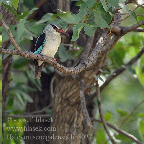 Halcyon senegalensis bb5027