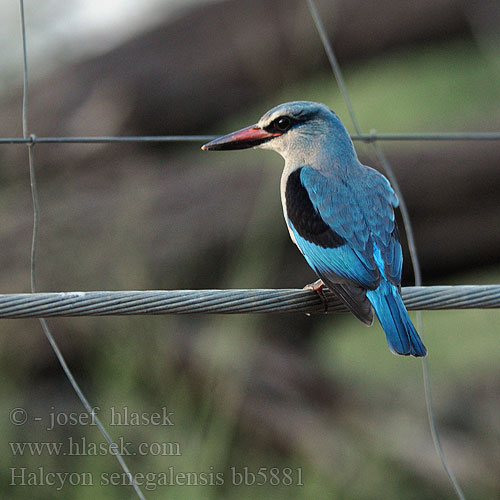 Halcyon senegalensis bb5881