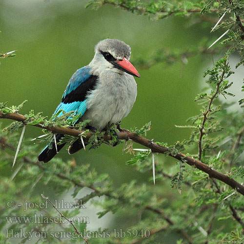 Halcyon senegalensis bb5940