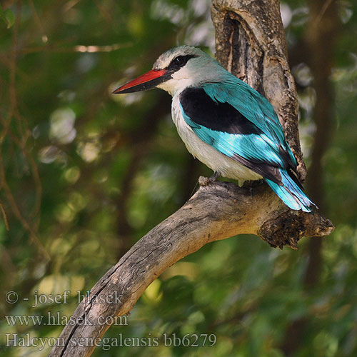 Halcyon senegalensis bb6279