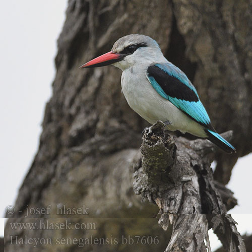 Bosveldvisvanger Kurea Kidari-kijivu Vuachwe Domochini¨Halcyon senegalensis Woodland Kingfisher Ledňáček senegalský Senegalliest Skovisfugl Alción Senegalés Afrikanmetsäkalastaja Martin-chasseur Sénégal Martin pescatore bosco セネガルショウビン Senegalese Ijsvogel Lowiec jasny Guarda-rios-dos-bosques Сенегальская альциона Lundisfugl Rybárik stromový