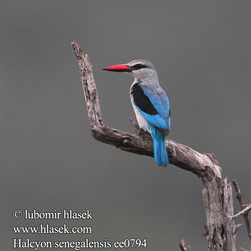 Woodland Kingfisher Ledňáček senegalský Senegalliest Skovisfugl Alción Senegalés Afrikanmetsäkalastaja Martin-chasseur Sénégal Martin pescatore bosco セネガルショウビン Senegalese Ijsvogel Lowiec jasny Guarda-rios-dos-bosques Сенегальская альциона Lundisfugl Rybárik stromový Bosveldvisvanger Kurea Kidari-kijivu Vuachwe Domochini Halcyon senegalensis