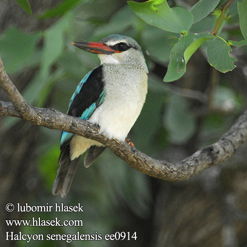 Halcyon senegalensis ee0914