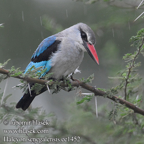 Martin pescatore bosco セネガルショウビン Senegalese Ijsvogel Lowiec jasny Guarda-rios-dos-bosques Сенегальская альциона Lundisfugl Rybárik stromový Bosveldvisvanger Kurea Kidari-kijivu Vuachwe Domochini Halcyon senegalensis Woodland Kingfisher Ledňáček senegalský Senegalliest Skovisfugl Alción Senegalés Afrikanmetsäkalastaja Martin-chasseur Sénégal