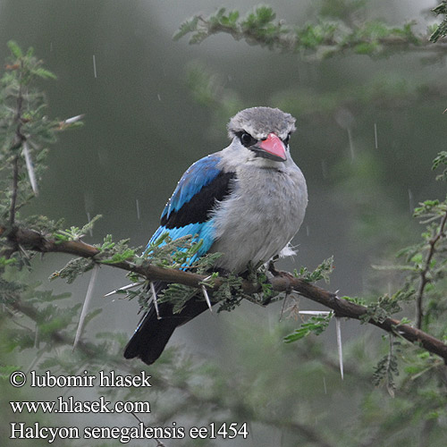 セネガルショウビン Senegalese Ijsvogel Lowiec jasny Guarda-rios-dos-bosques Сенегальская альциона Lundisfugl Rybárik stromový Bosveldvisvanger Kurea Kidari-kijivu Vuachwe Domochini Halcyon senegalensis Woodland Kingfisher Ledňáček senegalský Senegalliest Skovisfugl Alción Senegalés Afrikanmetsäkalastaja Martin-chasseur Sénégal Martin pescatore bosco