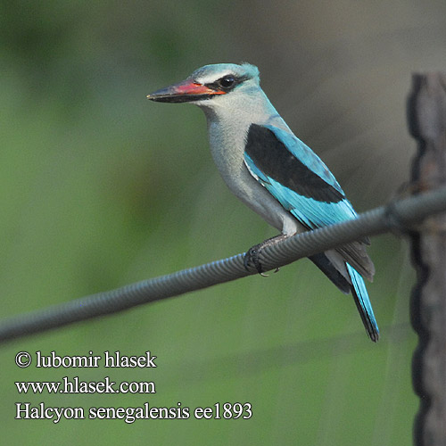 Halcyon senegalensis ee1893