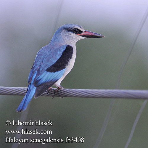 Halcyon senegalensis fb3408