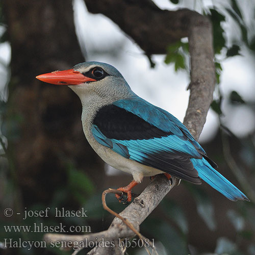 Halcyon senegaloides bb5081