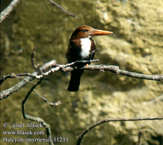 Halcyon smyrnensis White-throated Kingfisher Smyrnaisfugl Smyrna isfugl Smyrnankalastaja Martin-chasseur de Smyrne Witborst smyrna ijsvogel Martin pescatore Smirne Barna halkapó Braunliest Ledňáček hnědohlavý Martín Pescador de Esmirna Smyrnakungsfiskare 白胸翡翠 Σμυρναλκυόνα izmir Yalıçapkını לבן חזה Meenkotti