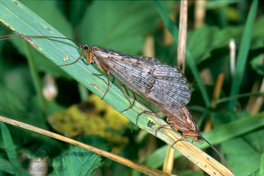 Halesus radiatus