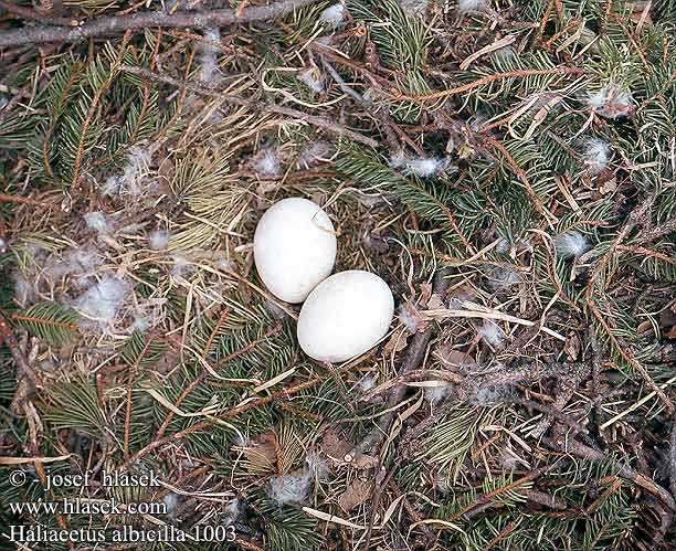 birds eggs nest Haliaeetus albicilla White-tailed Eagle Seeadler