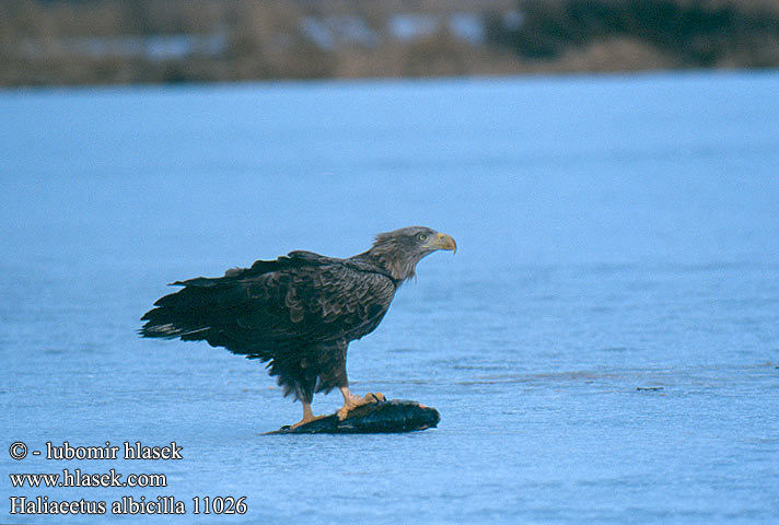 White-tailed Eagle European Sea Gray Seeadler