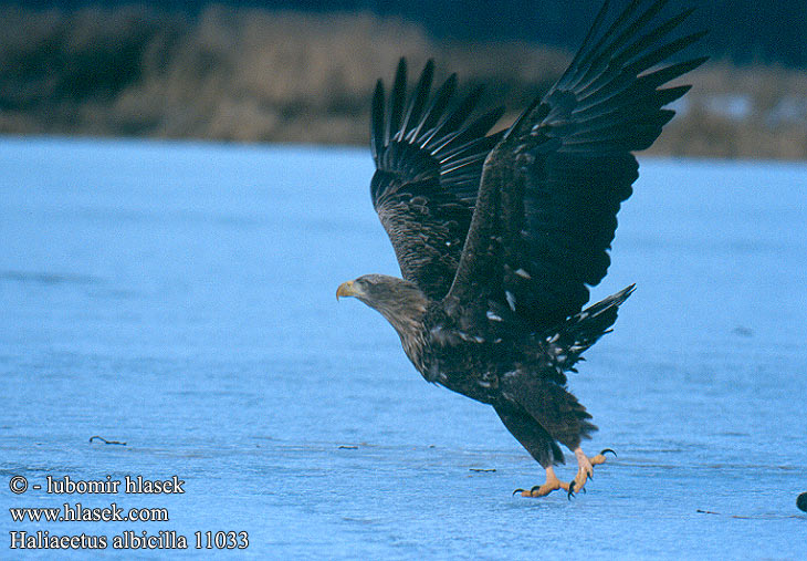 Haliaeetus albicilla 11033