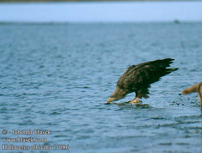 Haliaeetus albicilla 11086