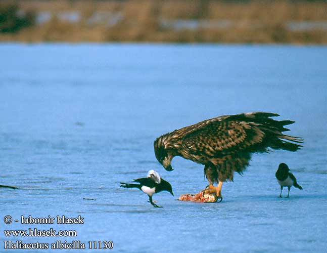 Haliaeetus albicilla 11130