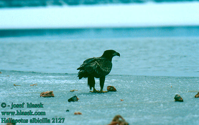 Haliaeetus albicilla 2127