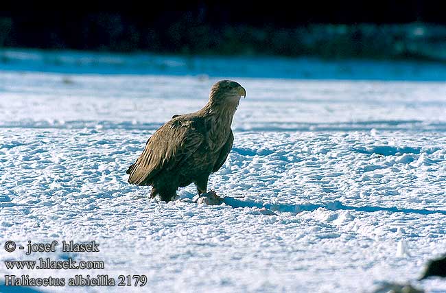 Haliaeetus albicilla 2129